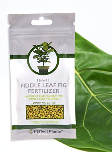 Fiddle Leaf Fig Slow-Release Fertilizer by Perfect Plants - Resealable 5oz. Bag - Consistent Nutrient Enrichment - for Indoor and Outdoor Use on All Ficus Varieties