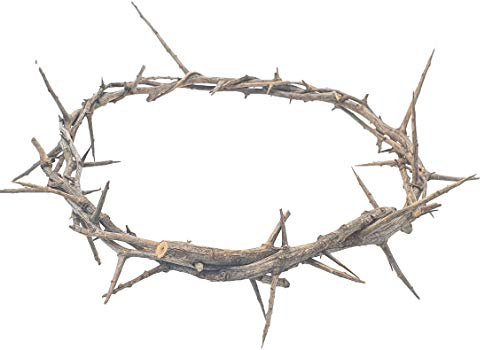 Jerusalem Authentic Biblical Lifesize Real Crown of Thorns with Box & Zuluf Certificate | Religious Easter Wreath Home Décor Tree Topper | Jesus Christ Wall Decor Christmas Christian Gifts| HLG214
