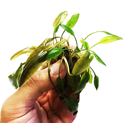 Planterest - Cryptocoryne Becketii Potted Tropical Easy Live Aquarium Plants Decorations for Fish Tank BUY2GET1FREE Non-Toxic Safe for All Fish & Pets