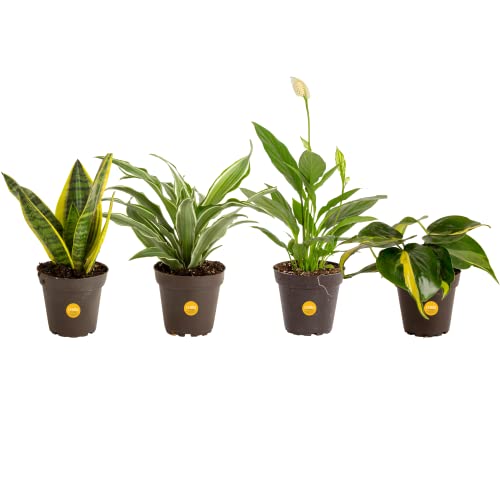 Costa Farms Live House Plants (4 Pack), Easy Grow Houseplants, Potted in Indoor Garden Plant Pots, Grower's Choice Clean Air Purifier Planter Set, Potting Soil Mix, Gift for Home and Office Decor