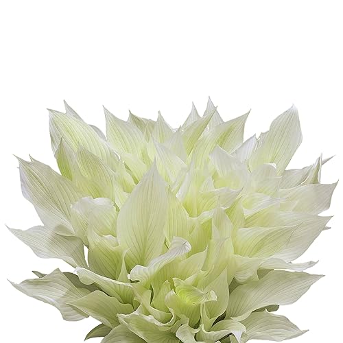 Easy to Grow Hosta 'White Feather' Plant Bareroots (3 Pack) - White to Light Yellow Foliage for Shade Gardens