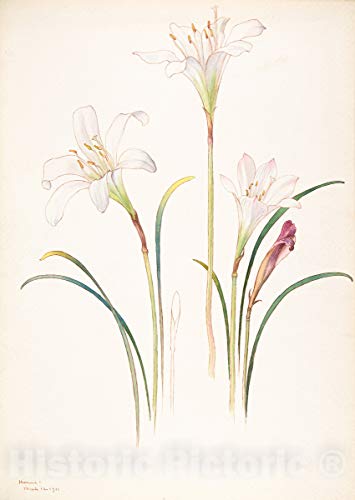 Historic Pictoric Art Print : Margaret Neilson Armstrong - White Lilies : Vintage Wall Décor : 08in x 12in