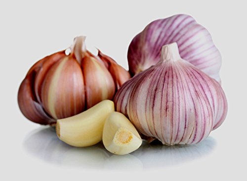 Garlic Bulb (6 Pack), Fresh Siberian HARDNECK Garlic Bulb for Planting and Growing Your OWN Garlic OR Eating