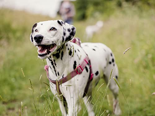 Dalmatians