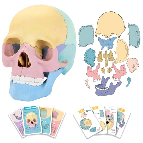 2024 New Human Anatomy Skull Model,17 Part Puzzle of Skull and 10 Knowledge Flash Cards, Detachable Palm Sized Mini Human Medical Skull Model, Medical Clinic Teaching Equipment, STEM Toy Gift for Kids