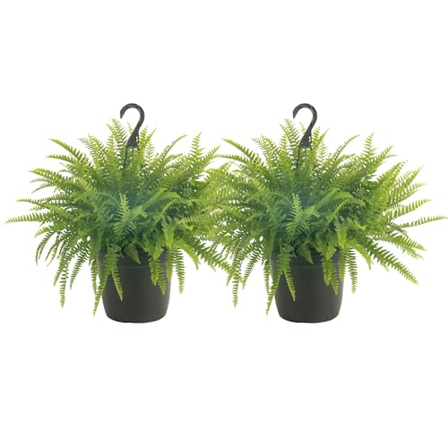 Costa Farms Ferns (2 Pack), Live Premium Boston Fern Plants in Hanging Basket Planters, Houseplants Potted in Soil Potting Mix, Outdoor Garden Gift, Beautiful Home Patio Décor, 16-Inches Tall
