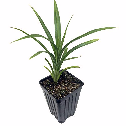 {Updated} Top 10 Best pandan plant for sale {Guide & Reviews}