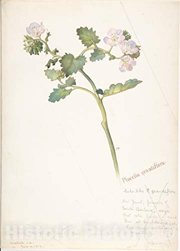 Historic Pictoric Art Print : Margaret Neilson Armstrong - Phacelia Grandiflora : Vintage Wall Décor : 16in x 24in