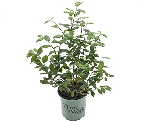 Premier Plant Solutions 19558 High Bush Plants That Work Blueberry (Vaccinium) Duke, 1 Gallon, Green