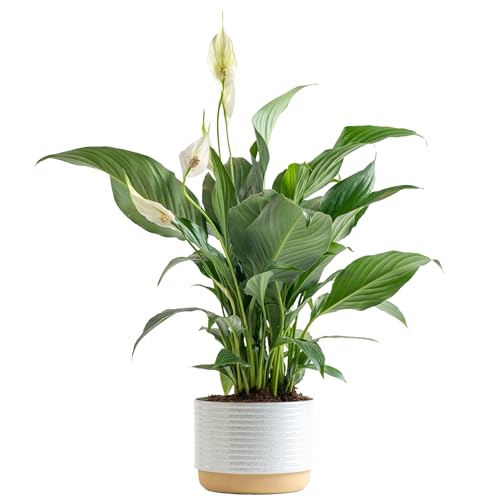 Costa Farms Peace Lily Plant, Live Indoor Houseplant with Flowers Potted in Indoors Garden Plant Pot, Air Purifying Potting Soil, Birthday, New House Gift, Home and Room Decor, 15-Inches Tall