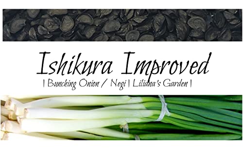 Fast-Growing Bunching Onion Seeds - 'Ishikura Improved' - Liliana's Garden - USA Grown Heirloom Seeds