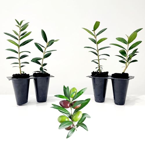 Olive Tree 'Arbequina' Set of 4 Starter Live Plants.