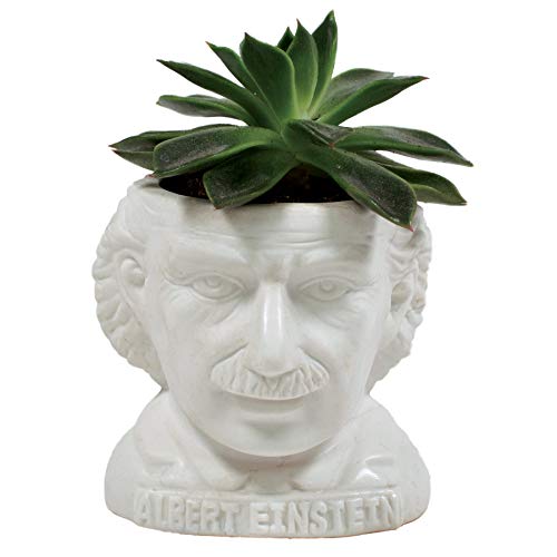 The Unemployed Philosophers Guild Albert Einstein Bust Ceramic Planter