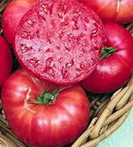 Pink Ponderosa Heirloom Tomato Seeds - Large Tomato - One of The Most Delicious Tomatoes for Home Growing, Non GMO - Neonicotinoid-Free.