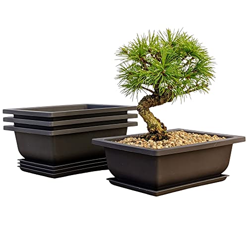 Bonsai Outlet Training Pots with Humidity Trays - Built in Mesh, Six Inch Large Planters + Made from Durable Shatter Proof Poly-Resin, Set of 3 Pot Set…