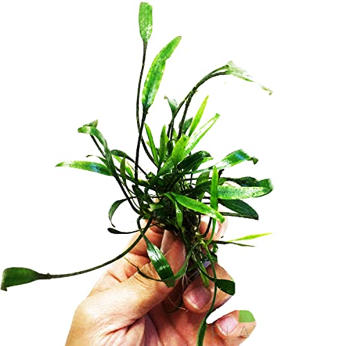 Planterest - Cryptocoryne Lucens Potted Tropical Easiest Live Aquarium Plants Decorations for Fish Tank BUY2GET1FREE Premium Quality Eco Natural