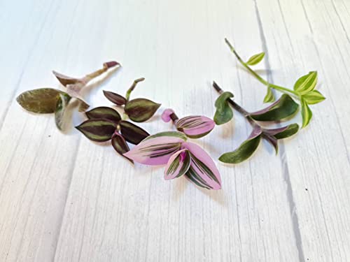 FOLIAGEMS No Root Plant cuttings from USKC (5 Different Types Wandering Jew Leave cuttings #C)