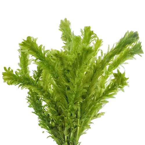 CANTON AQUATICS Anacharis Egeria Densa Bunch - Fast Growing – Linear & Whorled Leaves - Background Positioning - All Natural & Organic Aquatic Plant - Long Lasting & Easy to Care