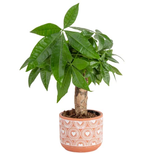 Costa Farms Money Tree, Small Easy to Grow Live Indoor Plant, Live Houseplant in Indoor Plant Pot, Bonsai Potted in Potting Soil, Birthday, Housewarming, Tabletop and Office Home Decor, 10-Inches Tall