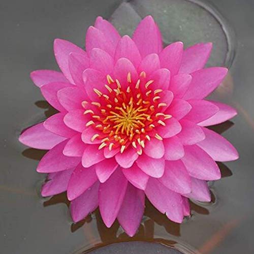 Planterest - Colorado Pink Hardy Water Lily Rhizome Live Aquarium Pond Plant BUY2GET1FREE