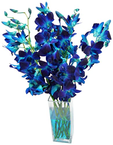 Athena's Garden Fresh Dendrobium Dyed Blue Cut Orchids From Nursery in an Assorted Vase with Rocks