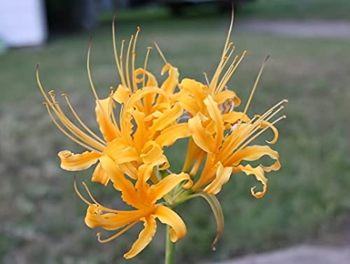 Heirloom Yellow Spider Lilies (Lycoris Aurea) Bulbs, Fall Blooming Perennial, Perfect for Southern Climates, Pack of 5 Bulbs by The Southern Bulb Company