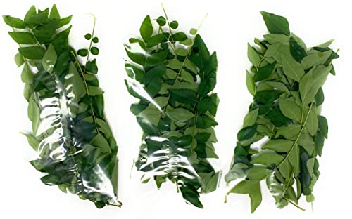 Rani Fresh Curry Leaves 2-3oz ~ All Natural | Vegan | Gluten Friendly | NON-GMO | Product of USA