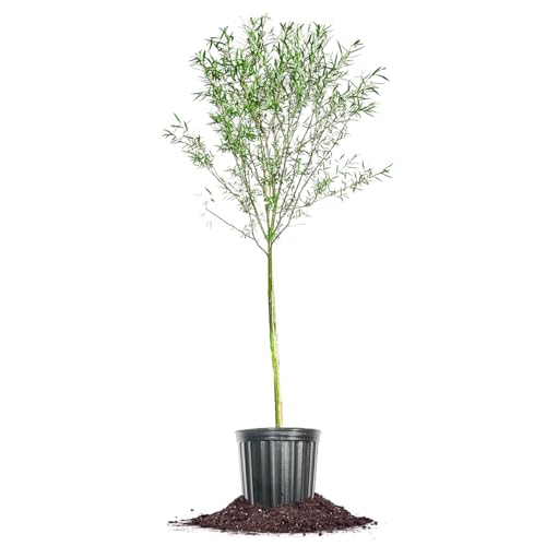 PERFECT PLANTS Weeping Willow Tree Live Plant, 4-5ft, Light Green