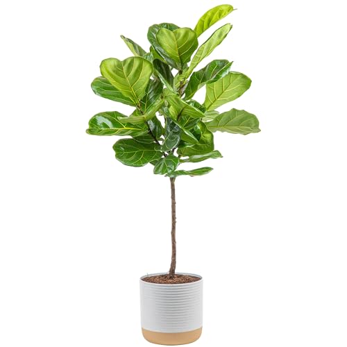 Costa Farms Fiddle Leaf Fig Tree, Ficus Lyrata Live Indoor Plant Potted in Indoor Garden Plant Pot, Potting Soil, Floor Houseplant Gift for Housewarming, Tropical Home or Room Decor, 3-4 Feet Tall