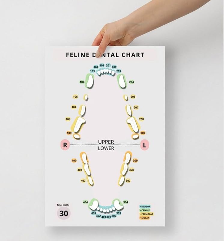 Feline Dental Chart Poster, Idea For Vets, Vet Nurses, Vet Techs, Veterinary Clinic Decor, Cat Teeth And Dental Anatomy Chart, Educational Resource Vertical Poster And Canvas