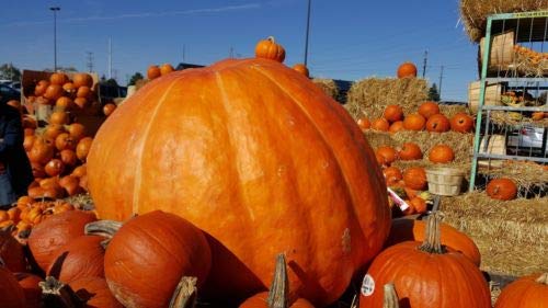 Pumpkin Atlantic Giant 8 Seeds..Dill's Huge #328