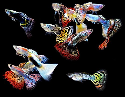 WorldwideTropicals Live Freshwater Aquarium Fish - 5-Pack of Mixed Color Male Guppies - by Live Tropical Fish - Great For Aquariums - Populate Your Fish Tank!