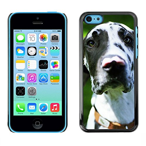 LASTONE PHONE CASE / Slim Protector Hard Shell Cover Case for Apple Iphone 5C / Great Dane Dalmatian Spots Dog