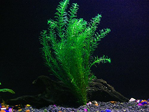 1 Imported Anacharis Bunch - 4-5 Stems per Bunch| Egeria Densa - Beginner Tropical Live Aquarium Plant