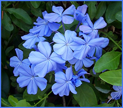 Seeds*Bulbs*Plants*&More Diamond Perennials 6-10' Tall Blue Plumbago Leadwort Potted Plant