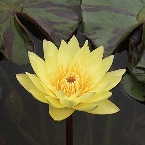 Live Water Lily Tubers | Pre-Grown Hardy Lily Rhizome in White, Pink, Red, Yellow, Orange, Purple (Yellow)