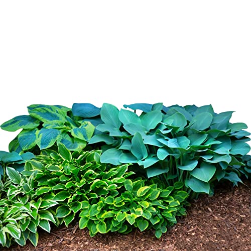 Easy to Grow Hosta 'Bumper Crop Mix' Plant Bareroots (10 Pack) - Mixed Colors for Planting in Shade Gardens