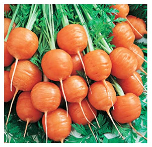 Round Parisian Carrots - A Delicacy Prised by Gourmet Restaurants - 900 Seeds