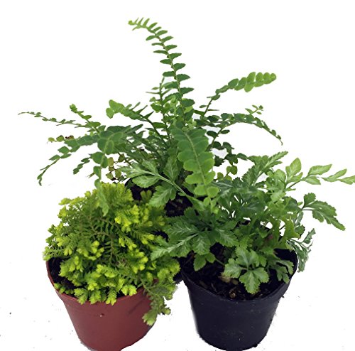 Mini Ferns for Terrariums/Fairy Garden - 3 Different Plants-2' Pots