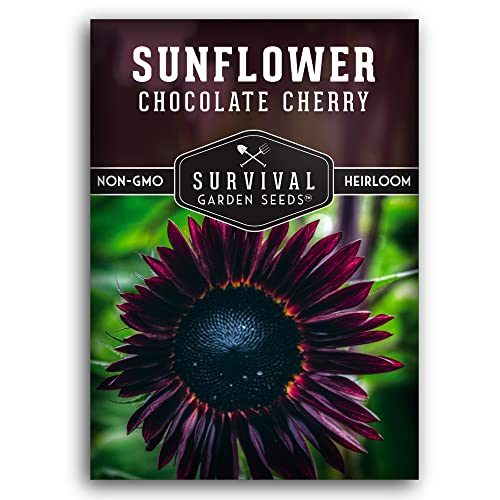 Survival Garden Seeds - Chocolate Cherry Sunflower Seed for Planting - Packet with Instructions to Plant and Grow Beautiful Flowers in Your Home Vegetable or Flower Garden - Non-GMO Heirloom Variety