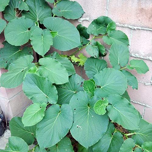 QAUZUY GARDEN 10 Premium Piper Auritum Seeds, Mexican Pepperleaf, Hierba Hoja Yerba Santa, Sacred Vera Cruz Pepper Seeds - Tasty Culinary Herb Survival Gear Food Seeds