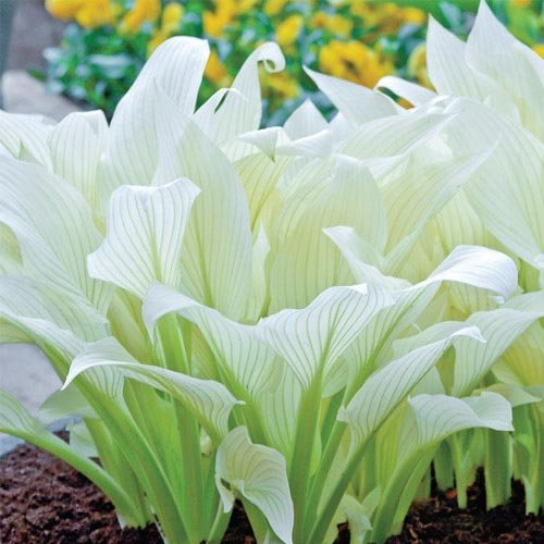 Hosta White Feather (spring planting) No. 1 Size (1 pack)