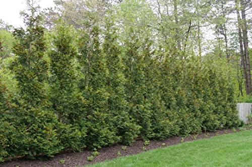 Greenwood Nursery/Live Trees - American Pillar Arborvitae Tree + Thuja Occidentalis - [Qty: 20x Quart Pots] - (Click for Other Available Plants/Quantities)