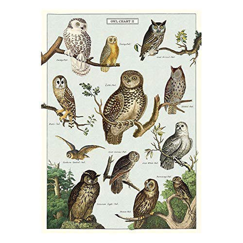 Cavallini & Co. Decorative Paper Sheet 20'x28'- Owl Chart