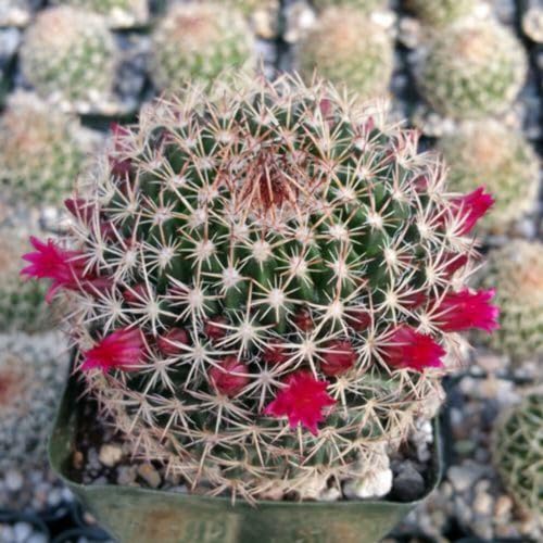 Mammillaria mystax Cacti Cactus Succulent Real Live Plant