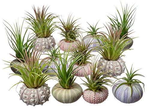 Urchin Air Plant Assortment | Varieties of Sea Urchins with Tillandsia Gift Set | Nautical Crush Trading TM (12 Pack)