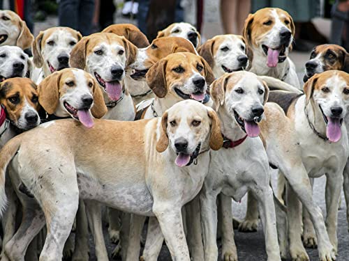 English Fox Hound