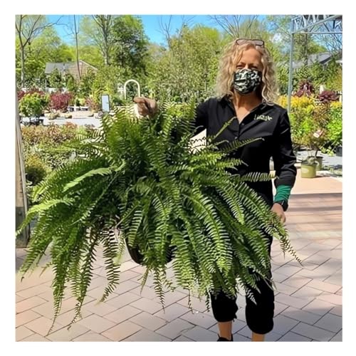 UV Resistant Lifelike Artificial Boston Fern - 2024 New Faux Boston Ferns Outdoor Planter Large, Realistic Fake Feen Hanging Silk Fern Stems Indoor Basket Plant Urn Fillers Front Porch (2, Green)