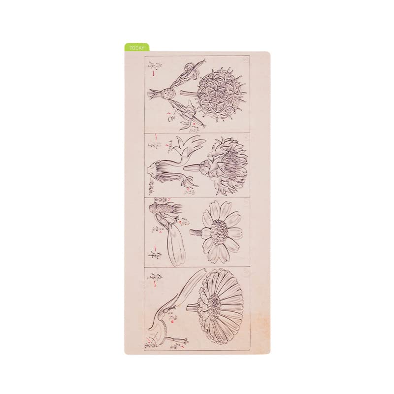 Hobonichi Techo Accessories Tomitaro Makino: Hobonichi Pencil Board for Weeks (Tomitaro Makino)