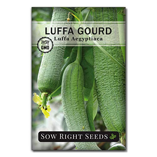 Sow Right Seeds - Luffa Gourd Seed for Planting - Non-GMO Heirloom Packet with Instructions to Plant a Home Vegetable Garden - Grow Your Own Loofah Sponge at Home - Show Off Unique Gourds (1)